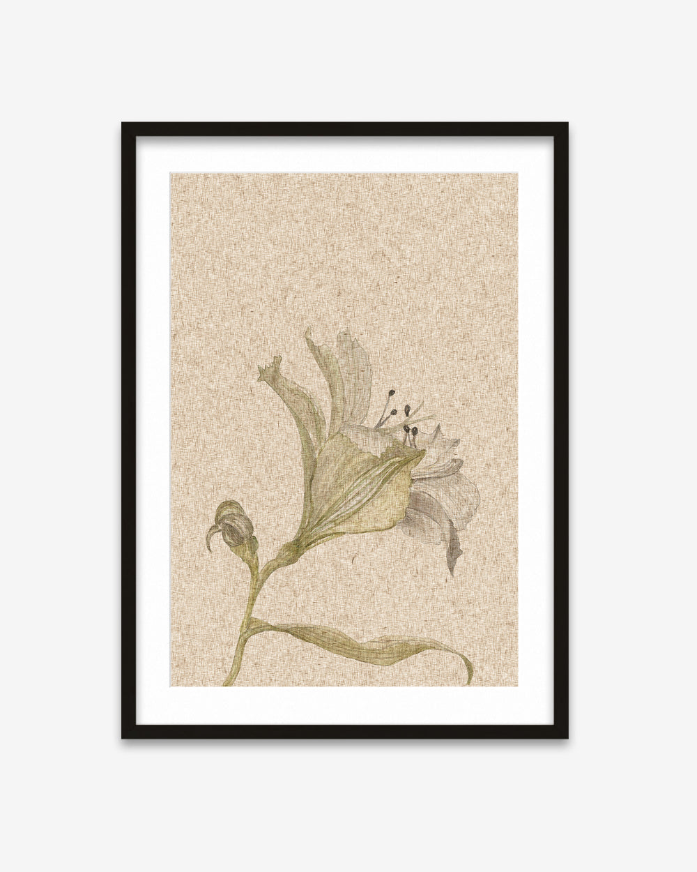 Framed botanical illustration of a flower on a textured beige background