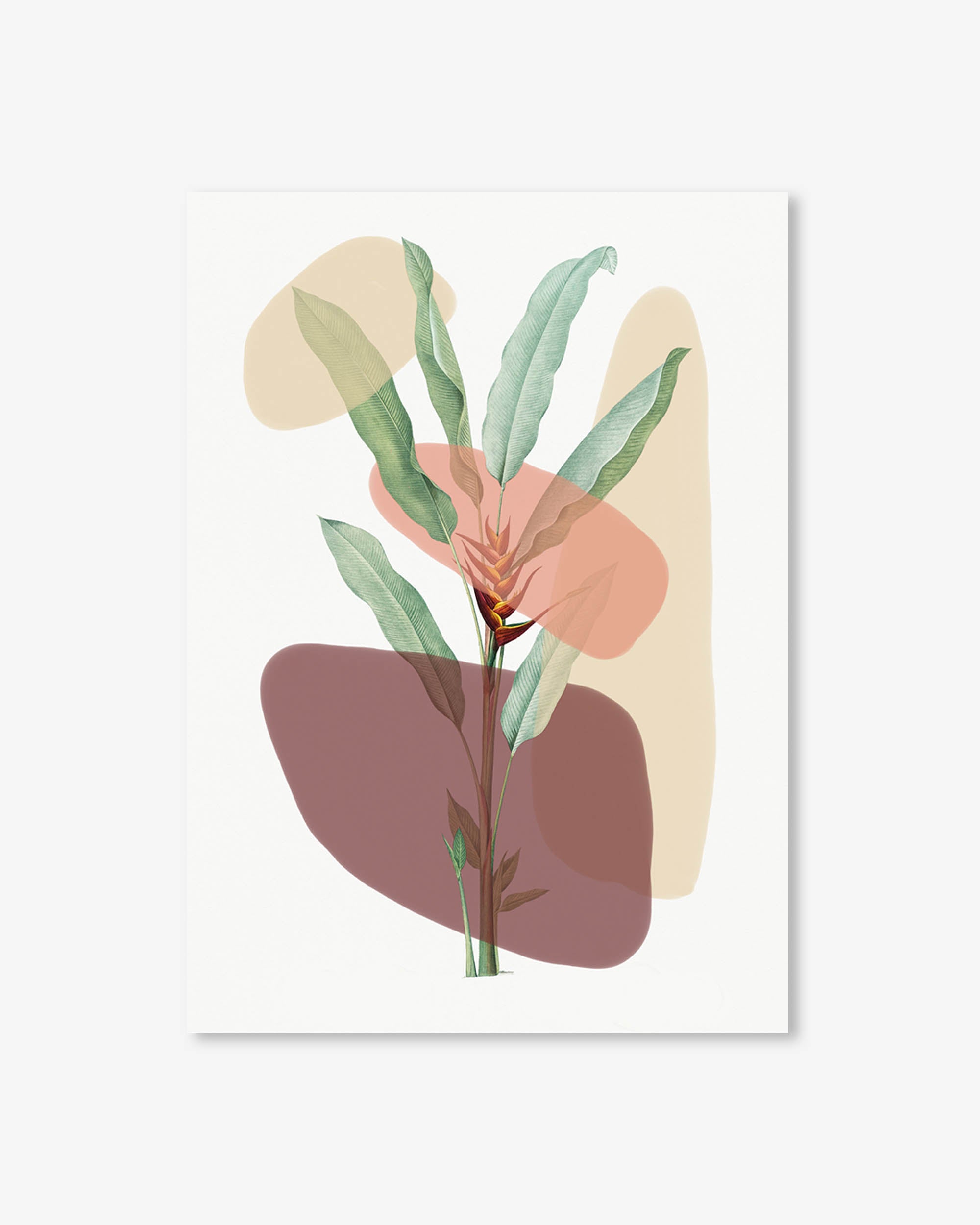 Botanical Illustration With Shapes Art Print