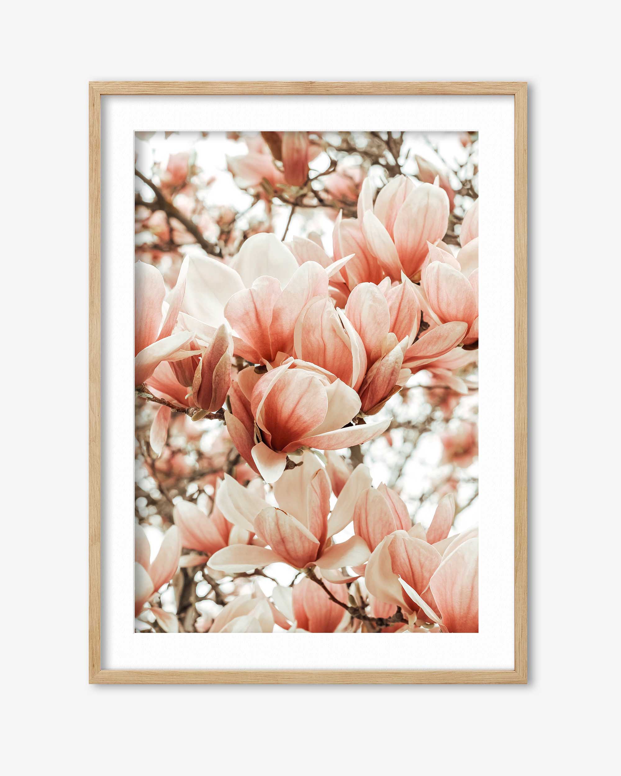 Magnolia Pink Flowers Art Print