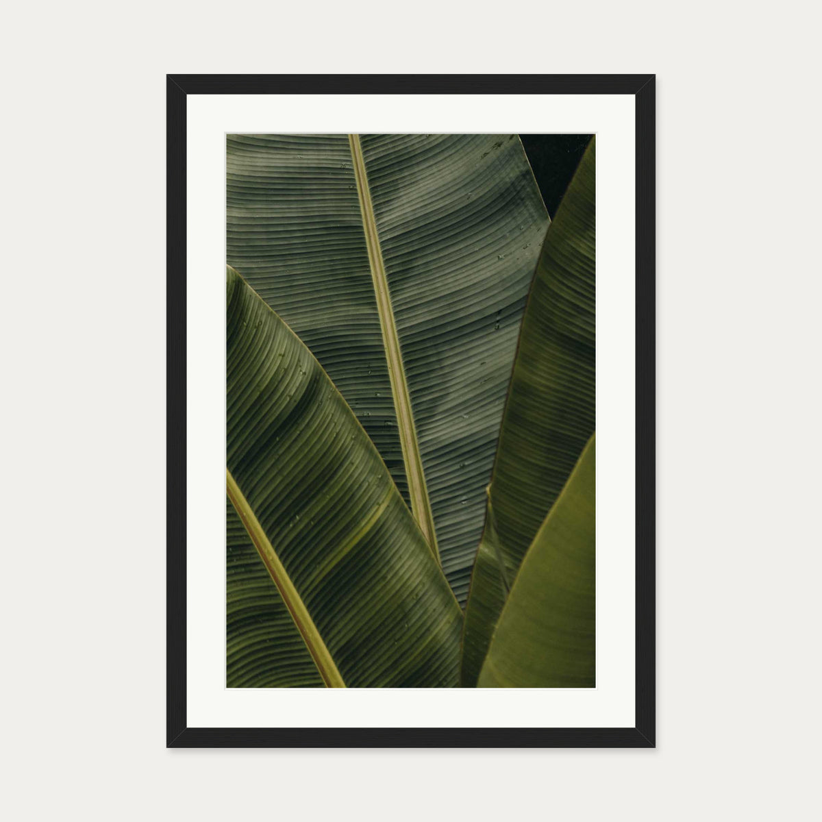Botanical Portrait Wall Art Print — 50 x 70 cm — Black Frame