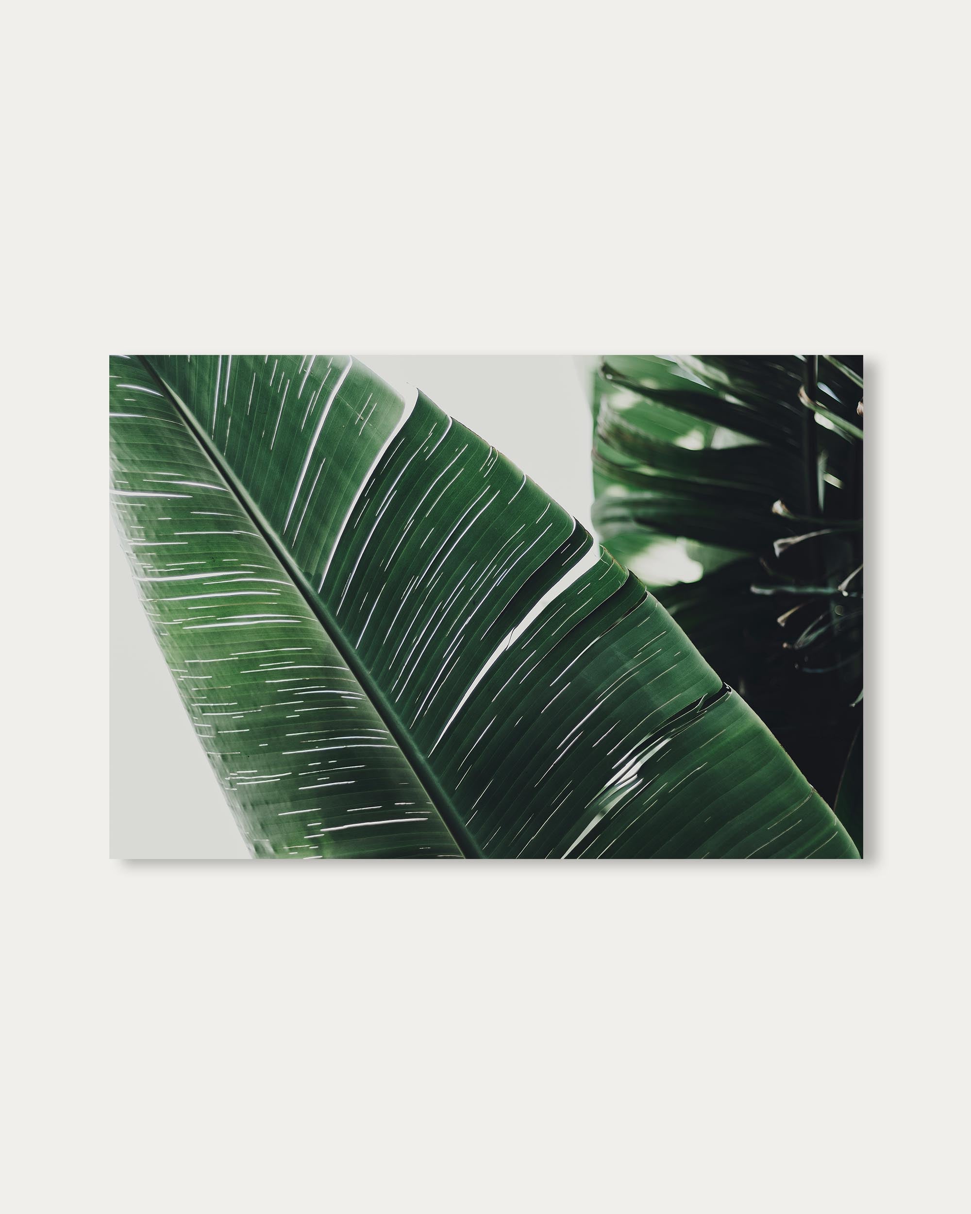 Botanical Leaf Poster
