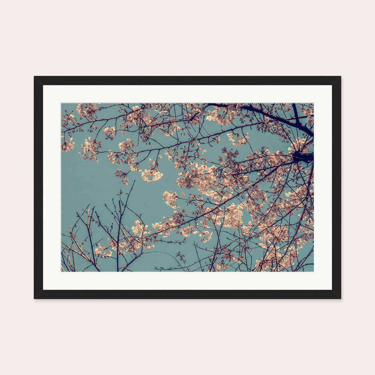 Cherry Blossom Wall Art Print — 50 x 70 cm — Black Frame