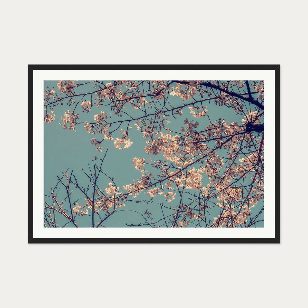 Cherry Blossom Wall Art Print — 70 x 100 cm — Black Frame