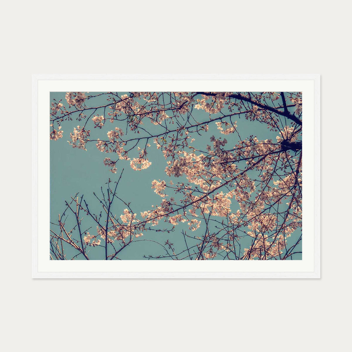 Cherry Blossom Wall Art Print — 70 x 100 cm — White Frame