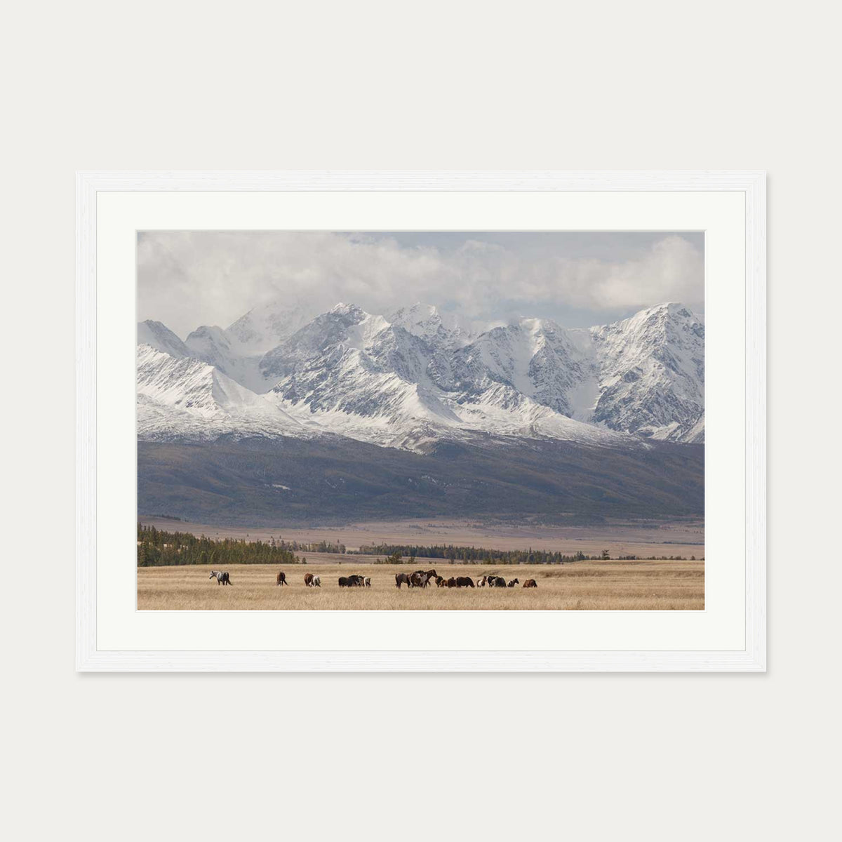 Horses In A Field Art Print — 50 x 70 cm — White Frame