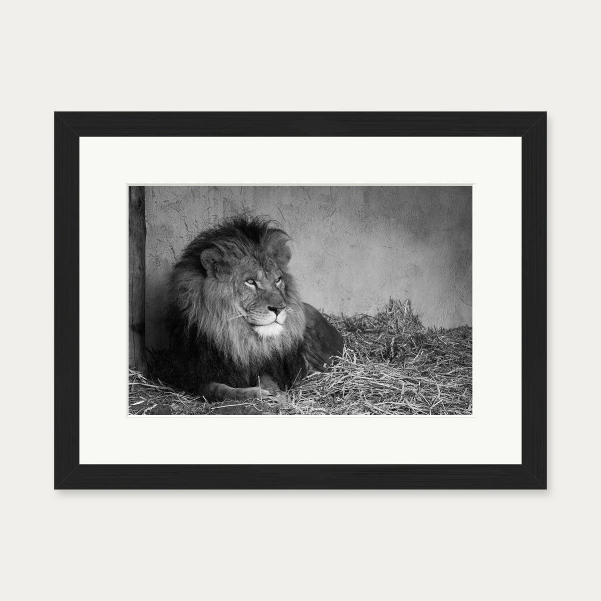 Lion's Den Art Print — 30 x 40 cm — Black Frame
