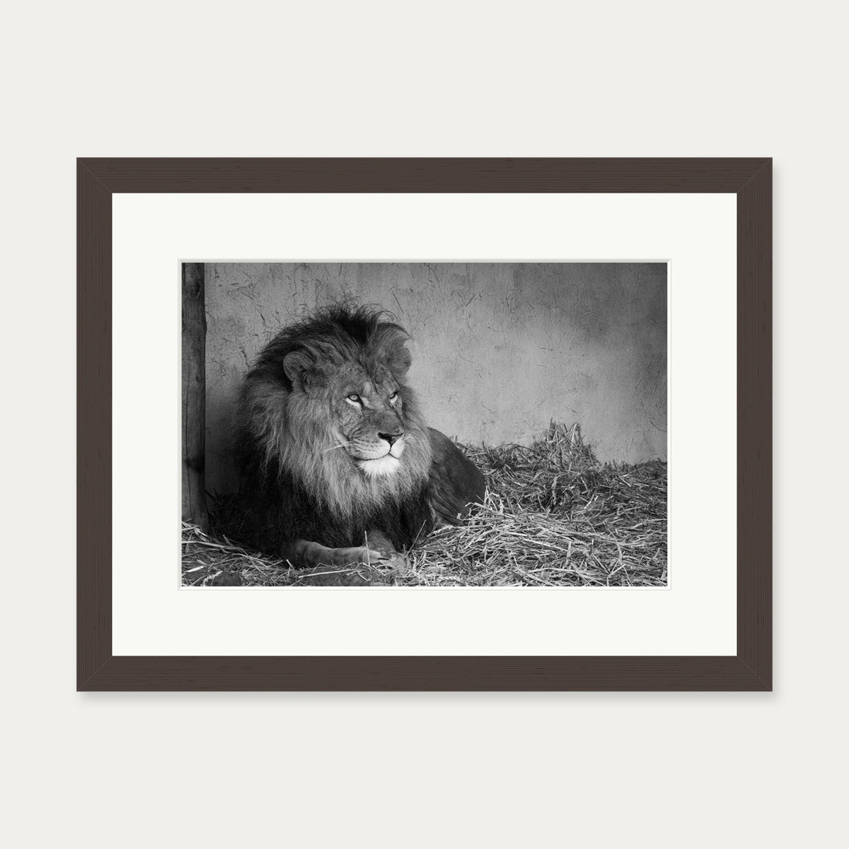 Lion's Den Art Print — 30 x 40 cm — Brown Frame