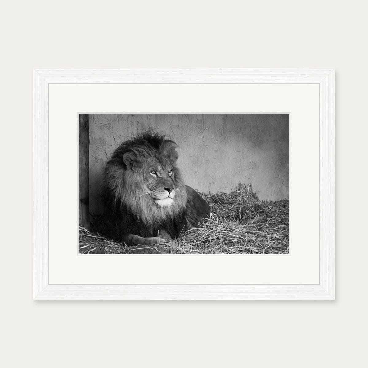 Lion's Den Art Print — 30 x 40 cm — White Frame