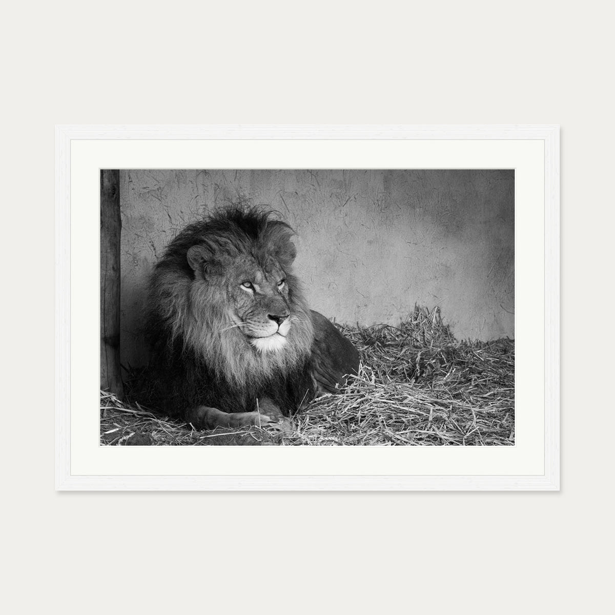 Lion's Den Art Print — 50 x 70 cm — White Frame