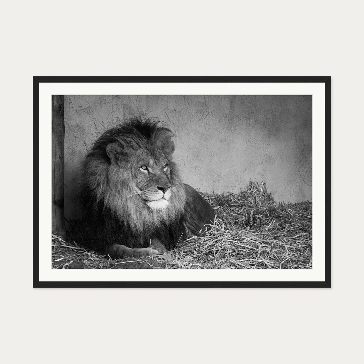 Lion's Den Art Print — 70 x 100 cm — Black Frame