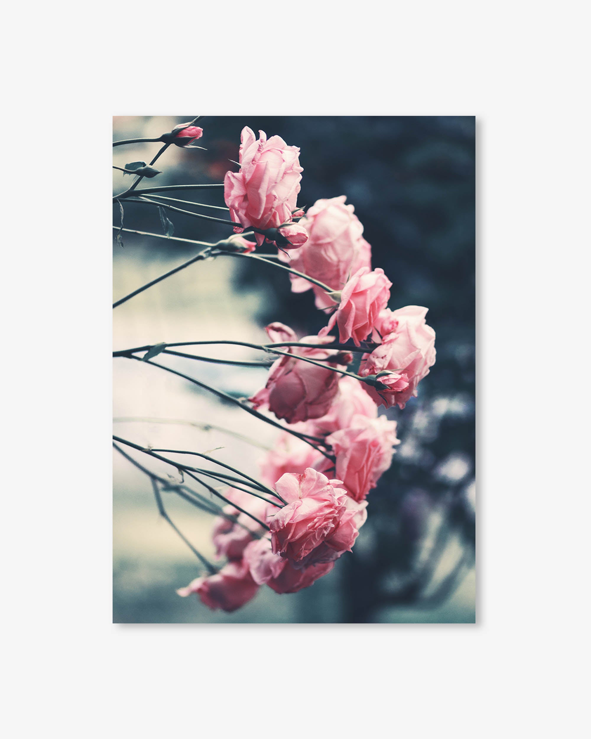 Pink Roses Art Print