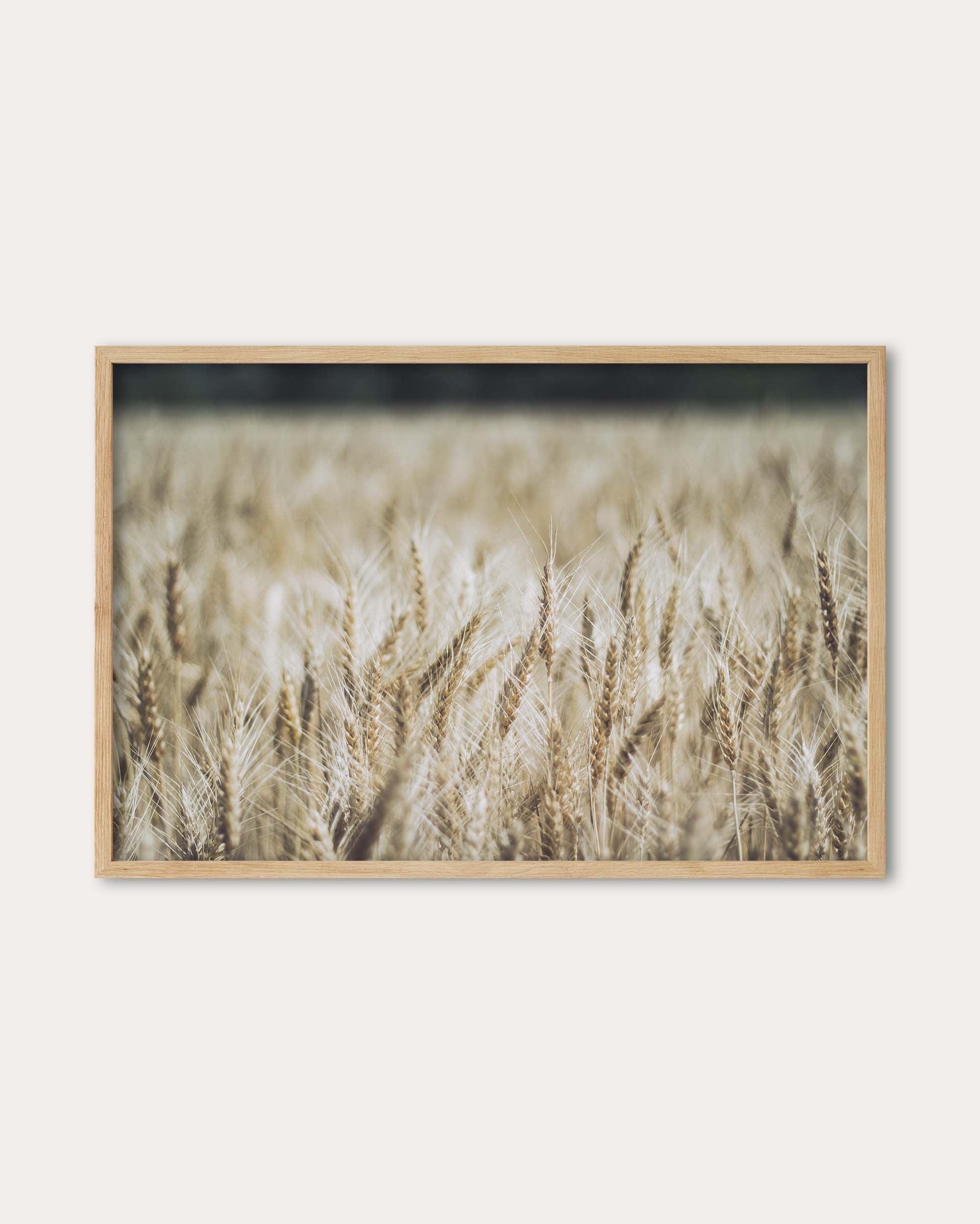 Wheat Field Wall Art Print