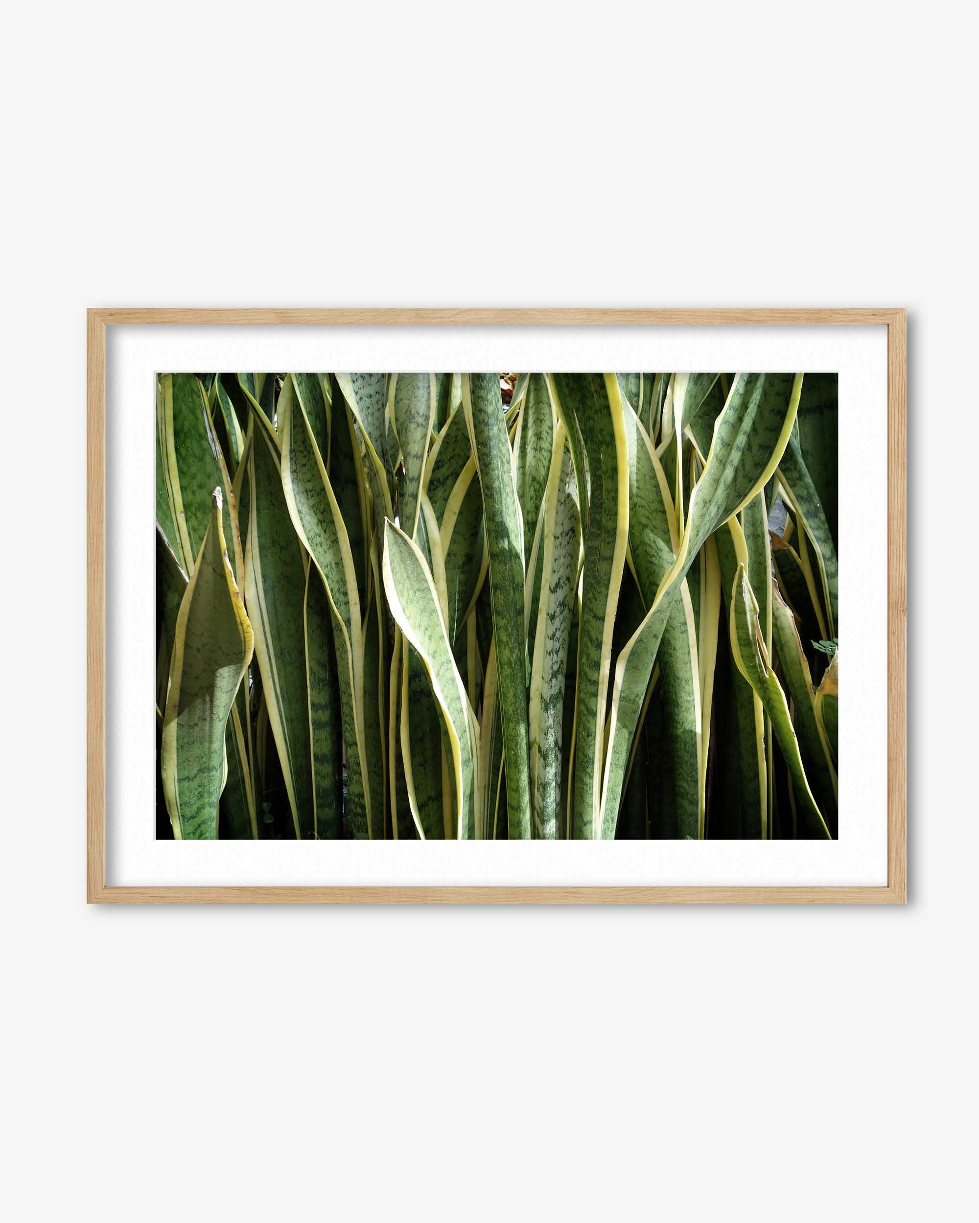 Snake Plant Art Print