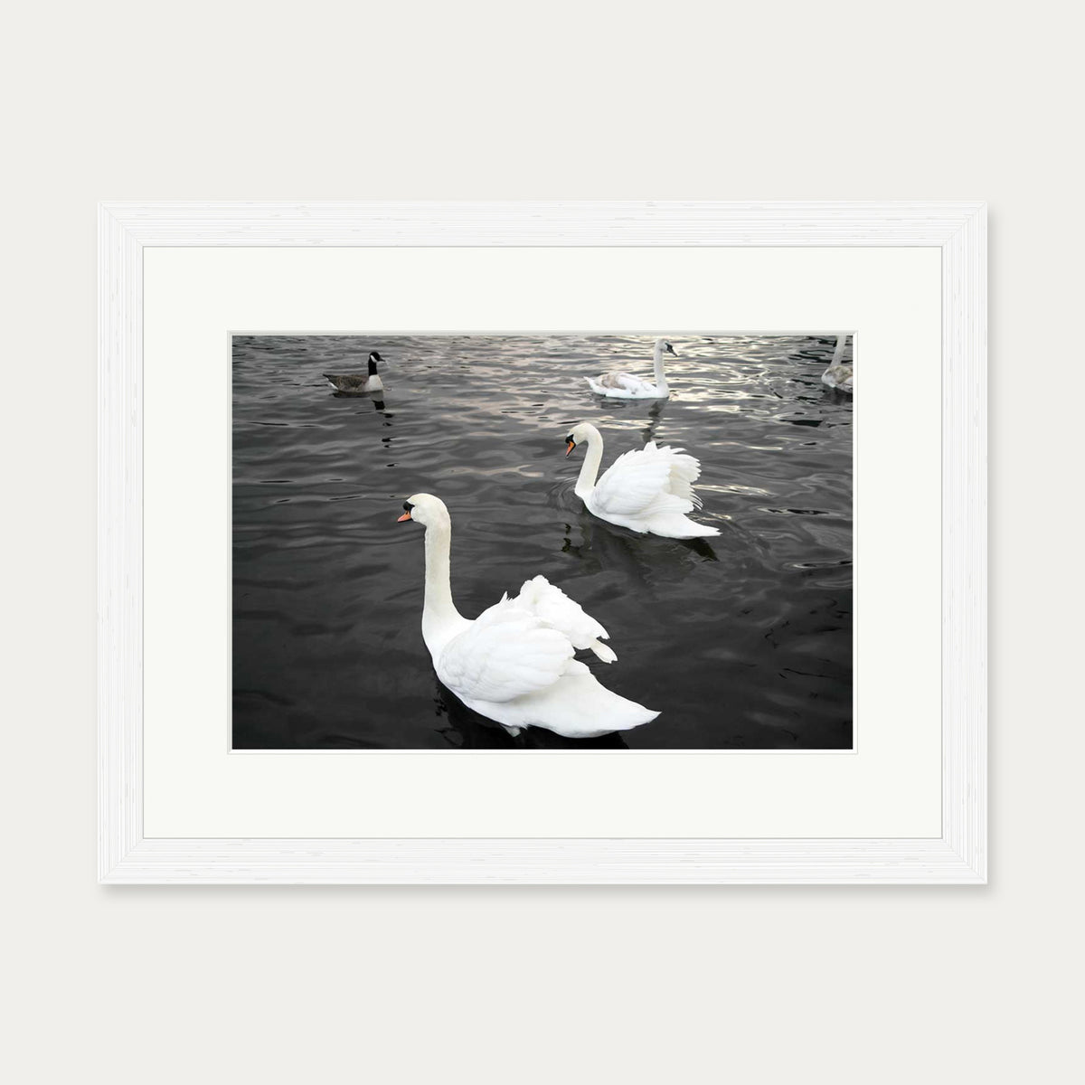 The Swan Lake Art Print — 30 x 40 cm — White Frame