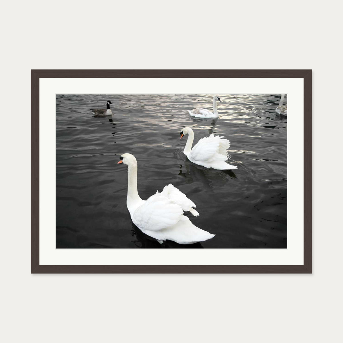 The Swan Lake Art Print — 50 x 70 cm — Brown Frame