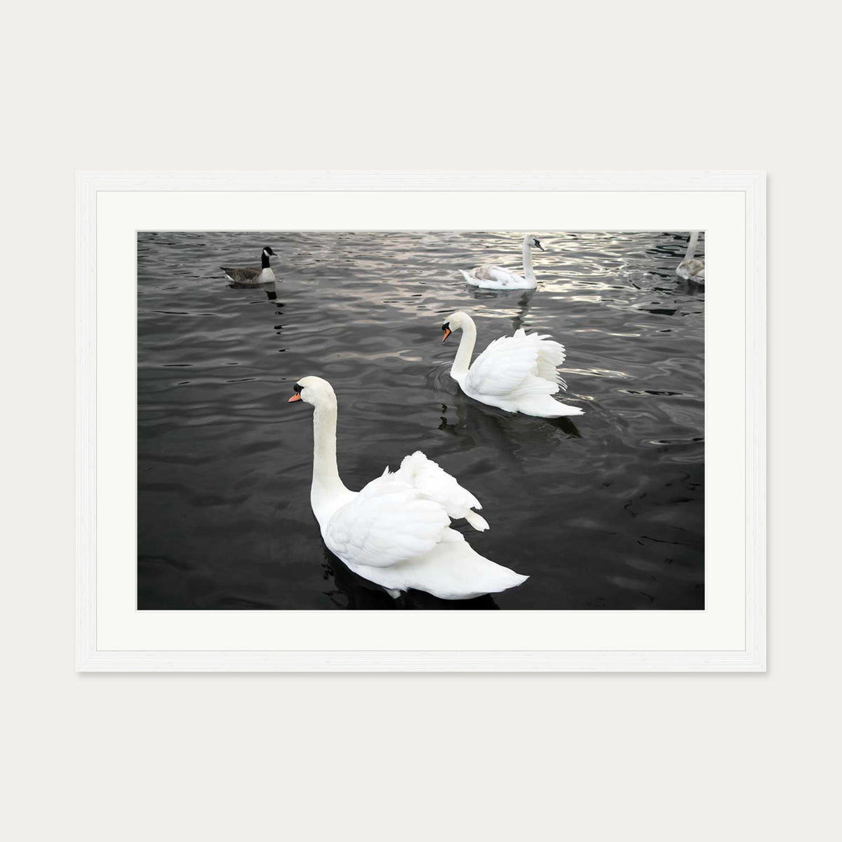 The Swan Lake Art Print — 50 x 70 cm — White Frame