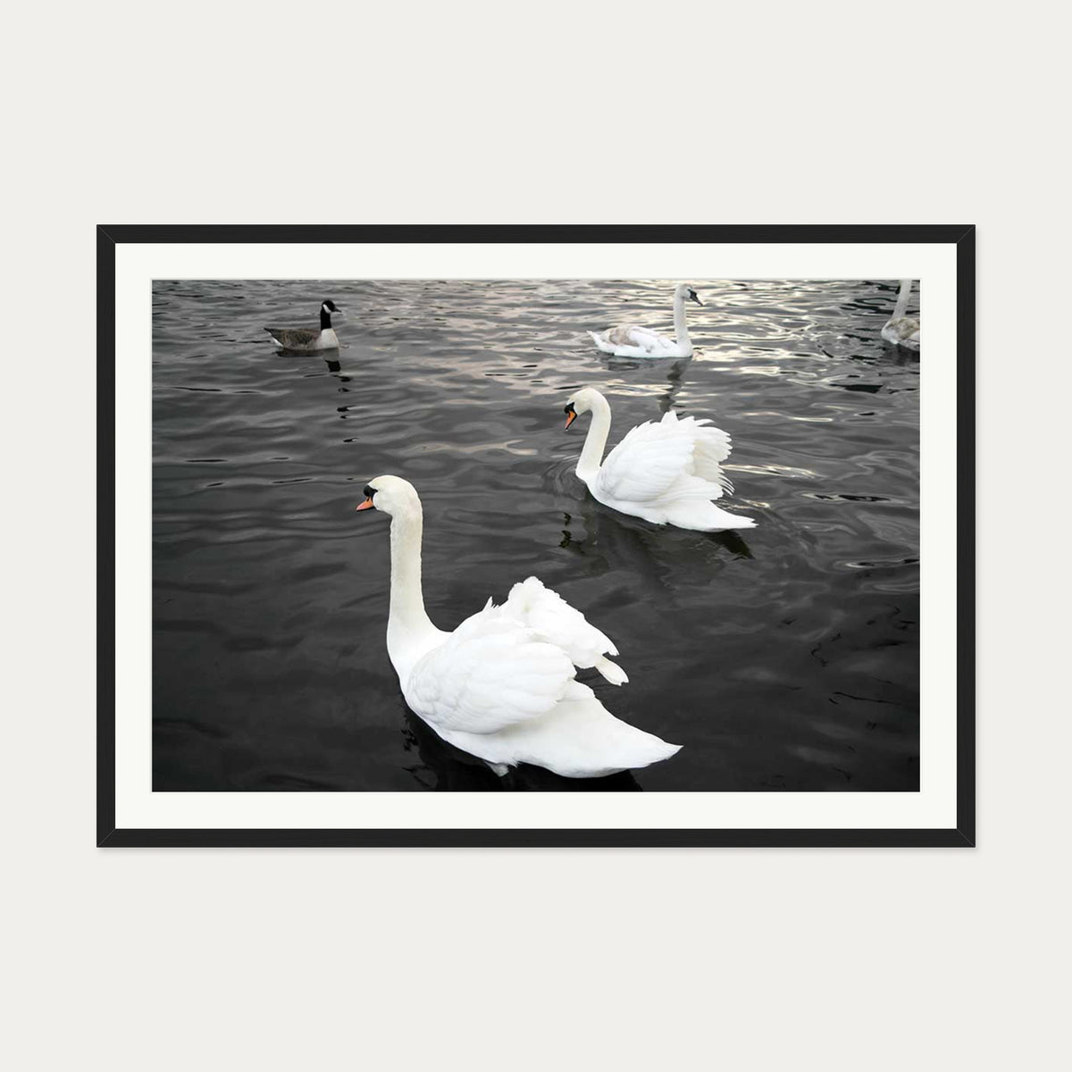 The Swan Lake Art Print — 70 x 100 cm — Black Frame