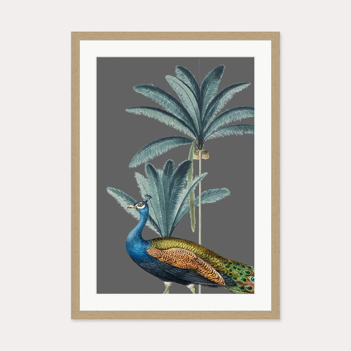 Tropical Jungle Peacock Grey Art Print — 50 x 70 cm — Oak Frame