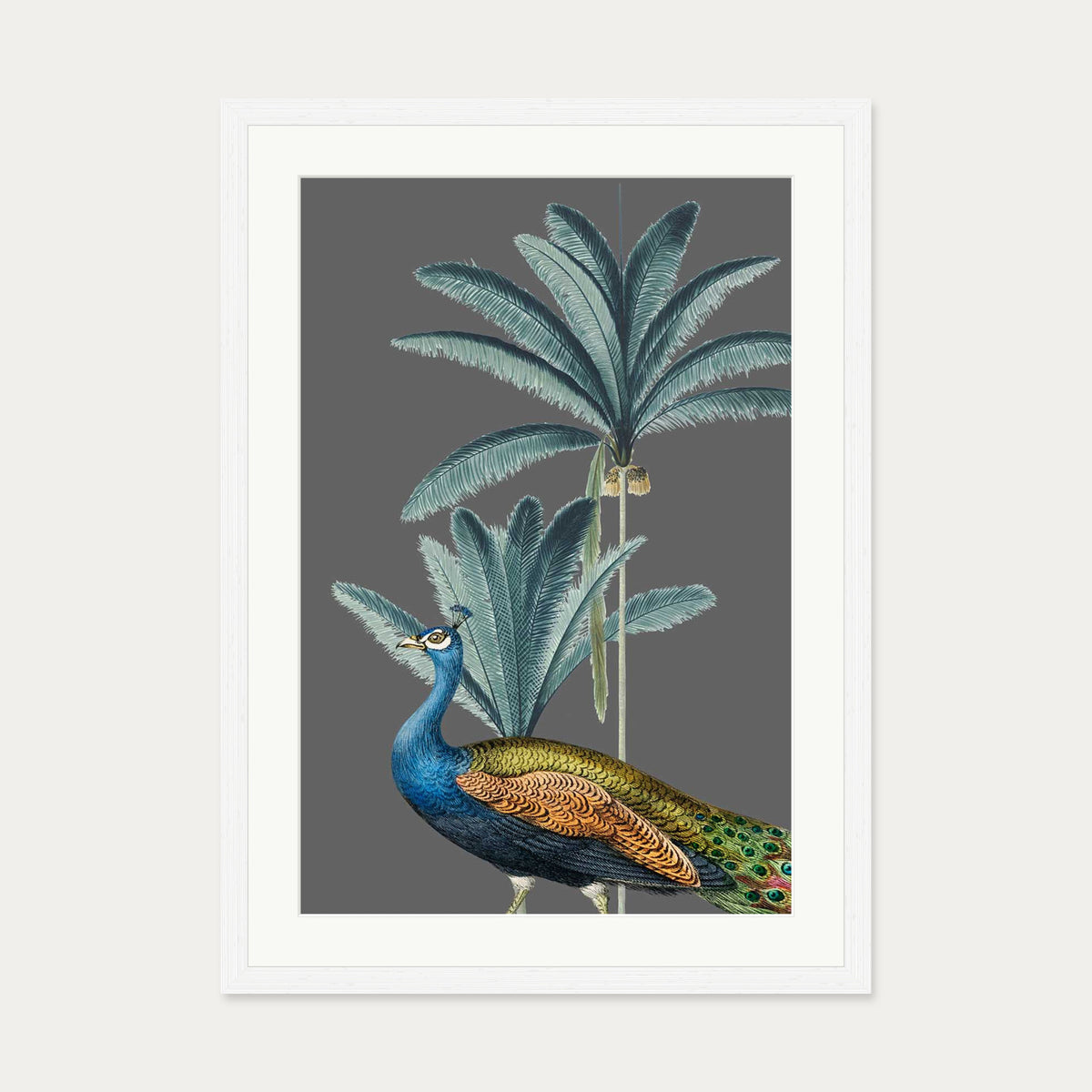 Tropical Jungle Peacock Grey Art Print — 50 x 70 cm — White Frame