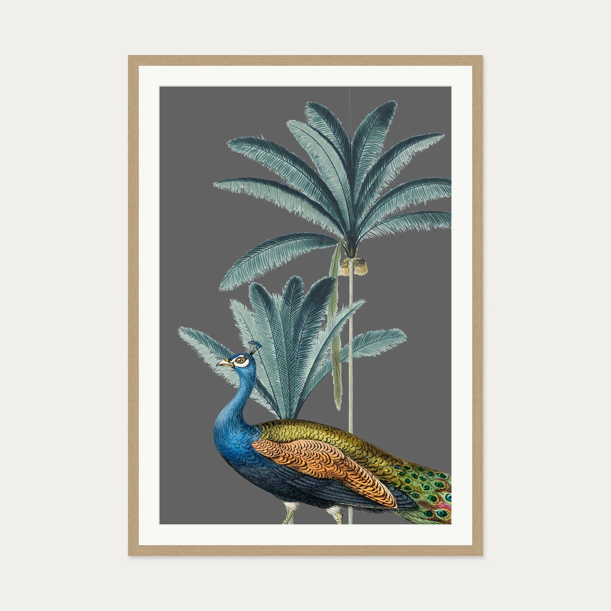 Tropical Jungle Peacock Grey Art Print — 70 x 100 cm — Oak Frame