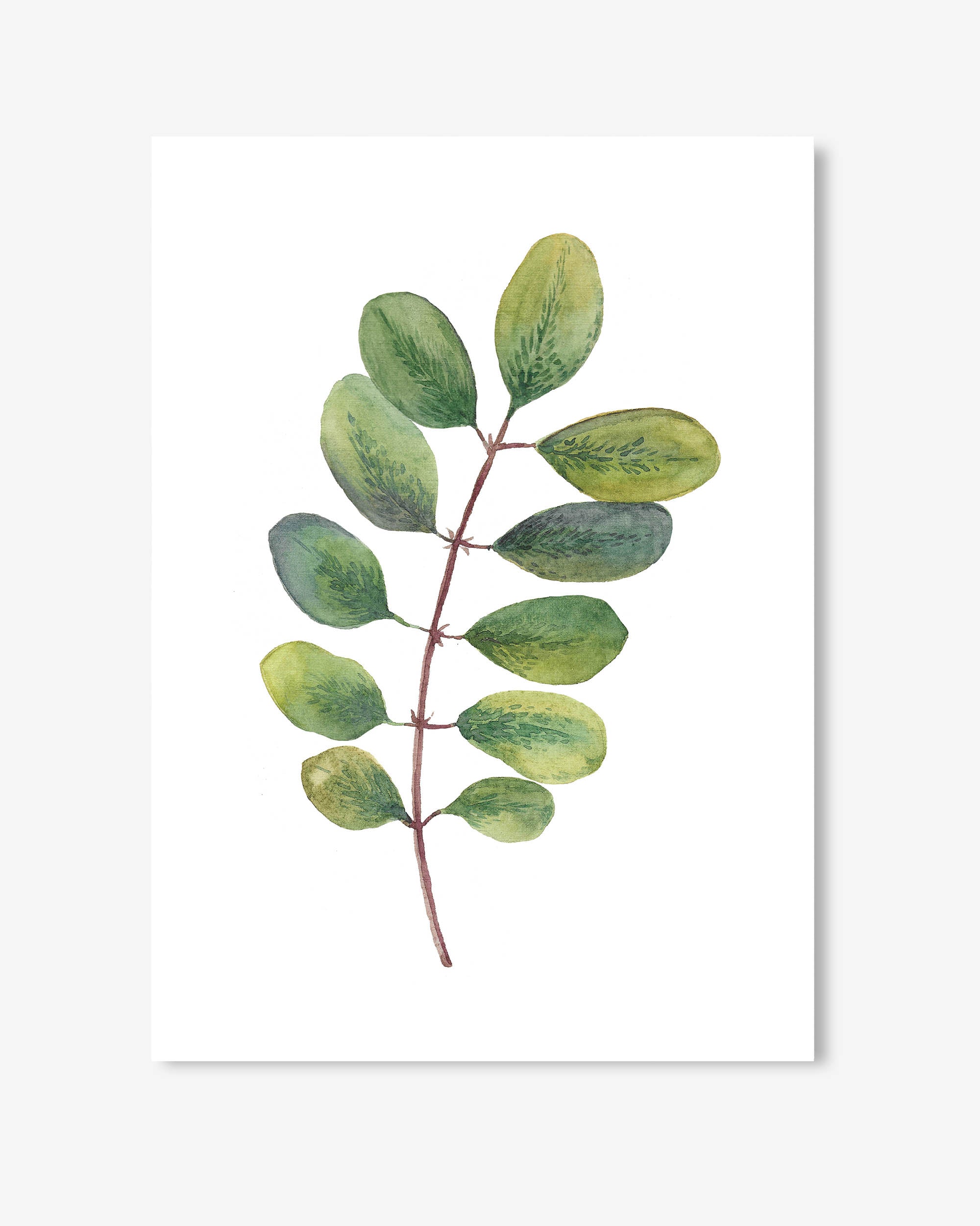 Acacia Watercolour Leaf Art Print