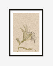 Framed botanical illustration of a flower on a textured beige background