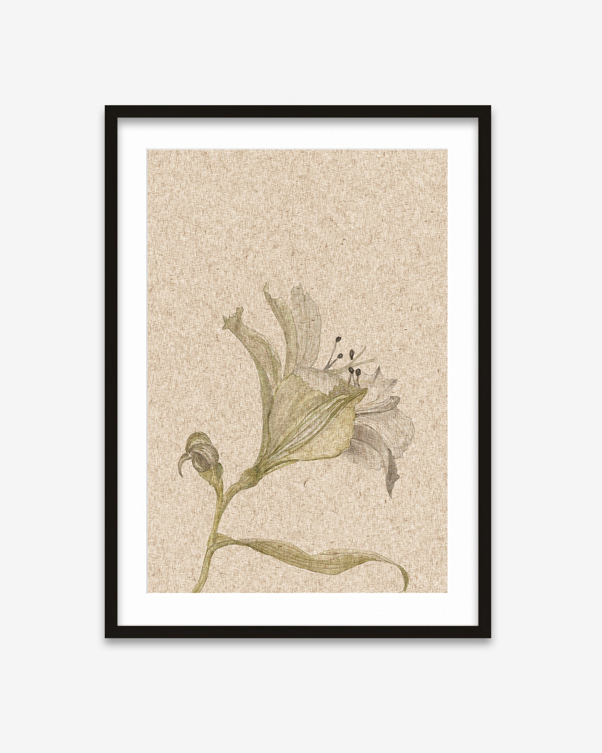 Framed botanical illustration of a flower on a textured beige background