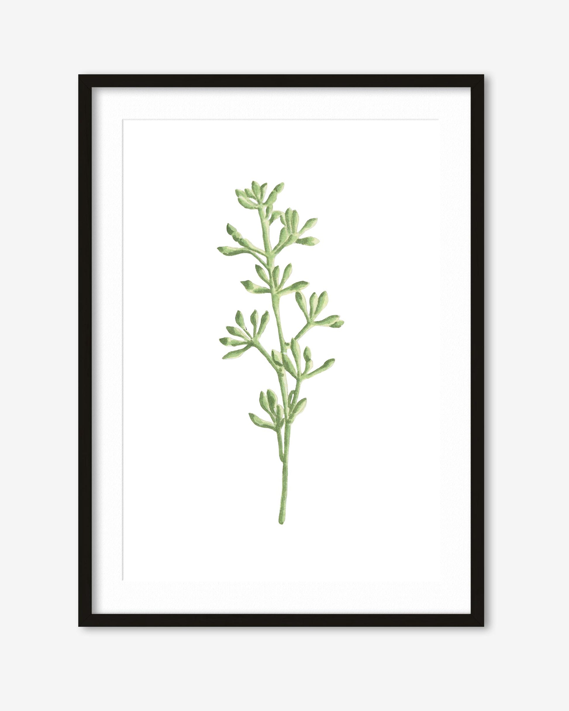 Framed artwork of a green plant on a white background