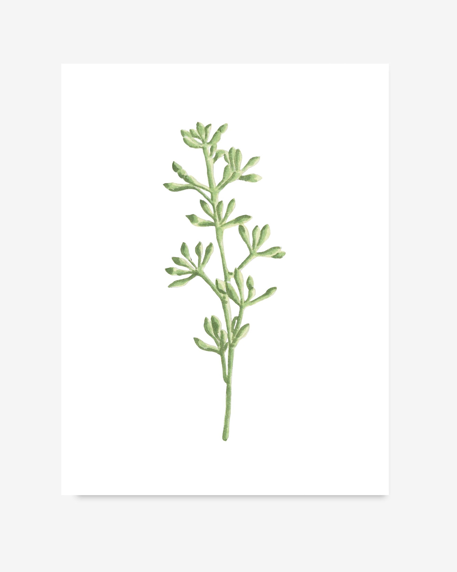 Green plant illustration on a white background
