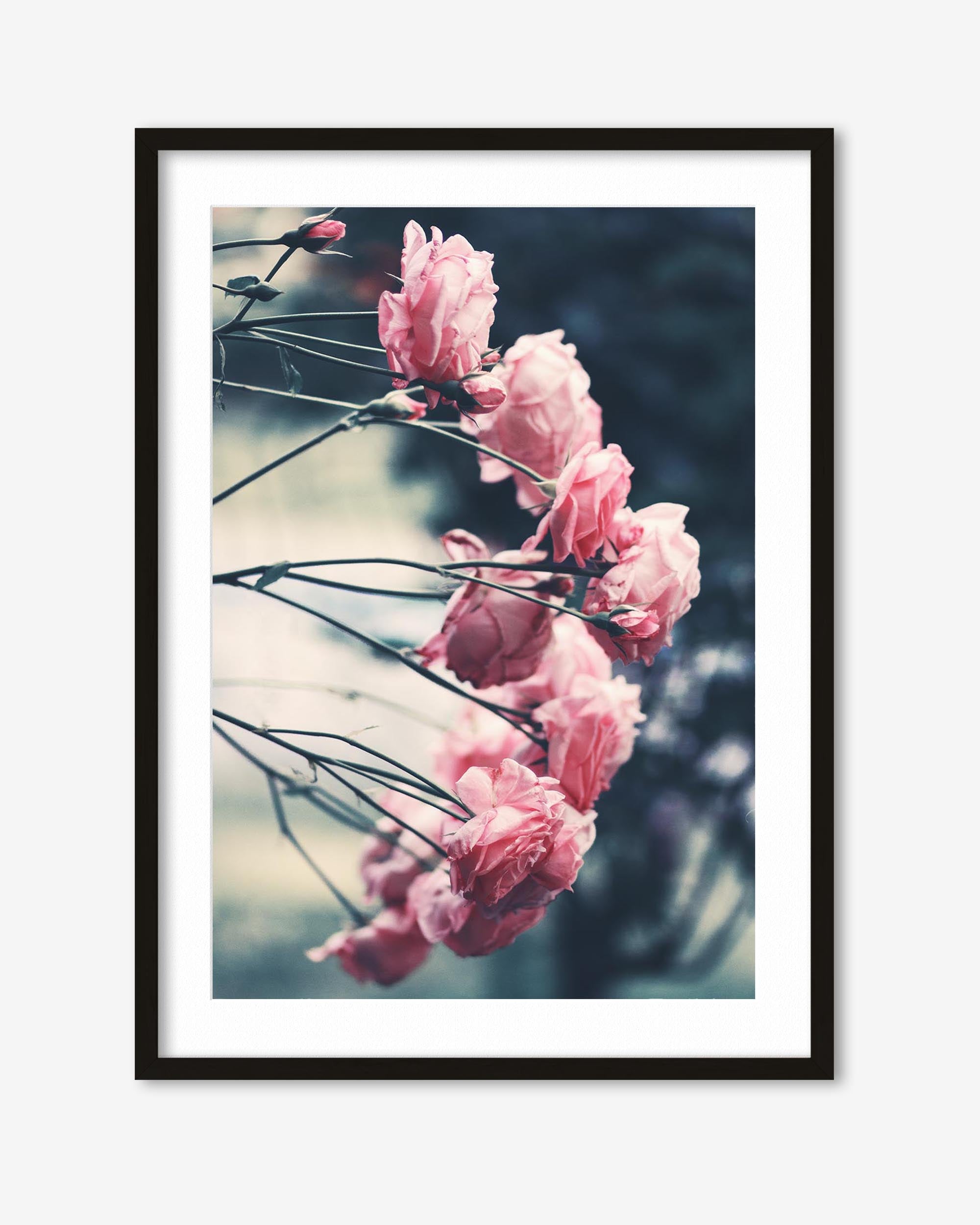 Pink Roses Art Print