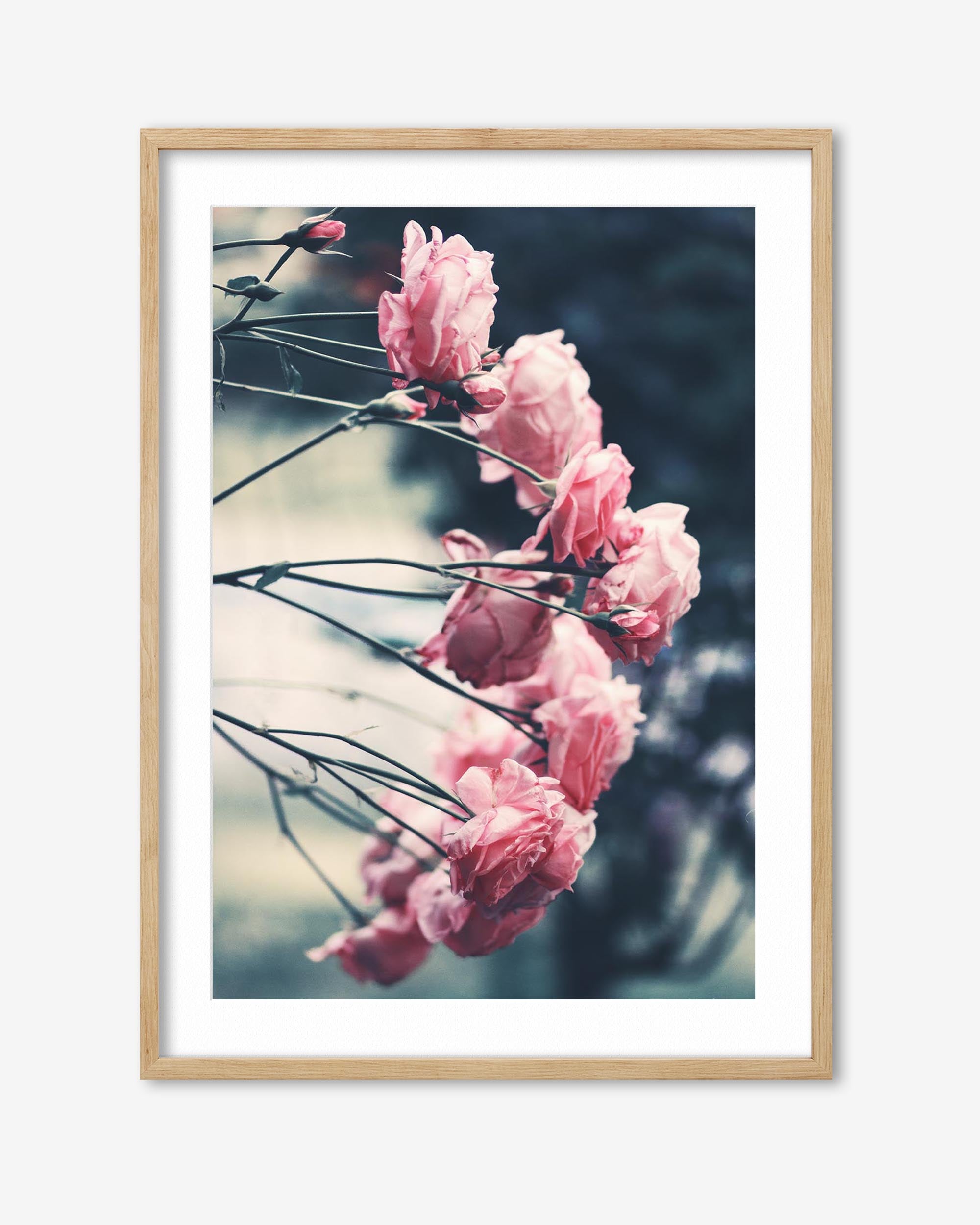Pink Roses Art Print