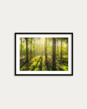 Framed print of a forest scene with sunlight filtering through trees on a white wall.