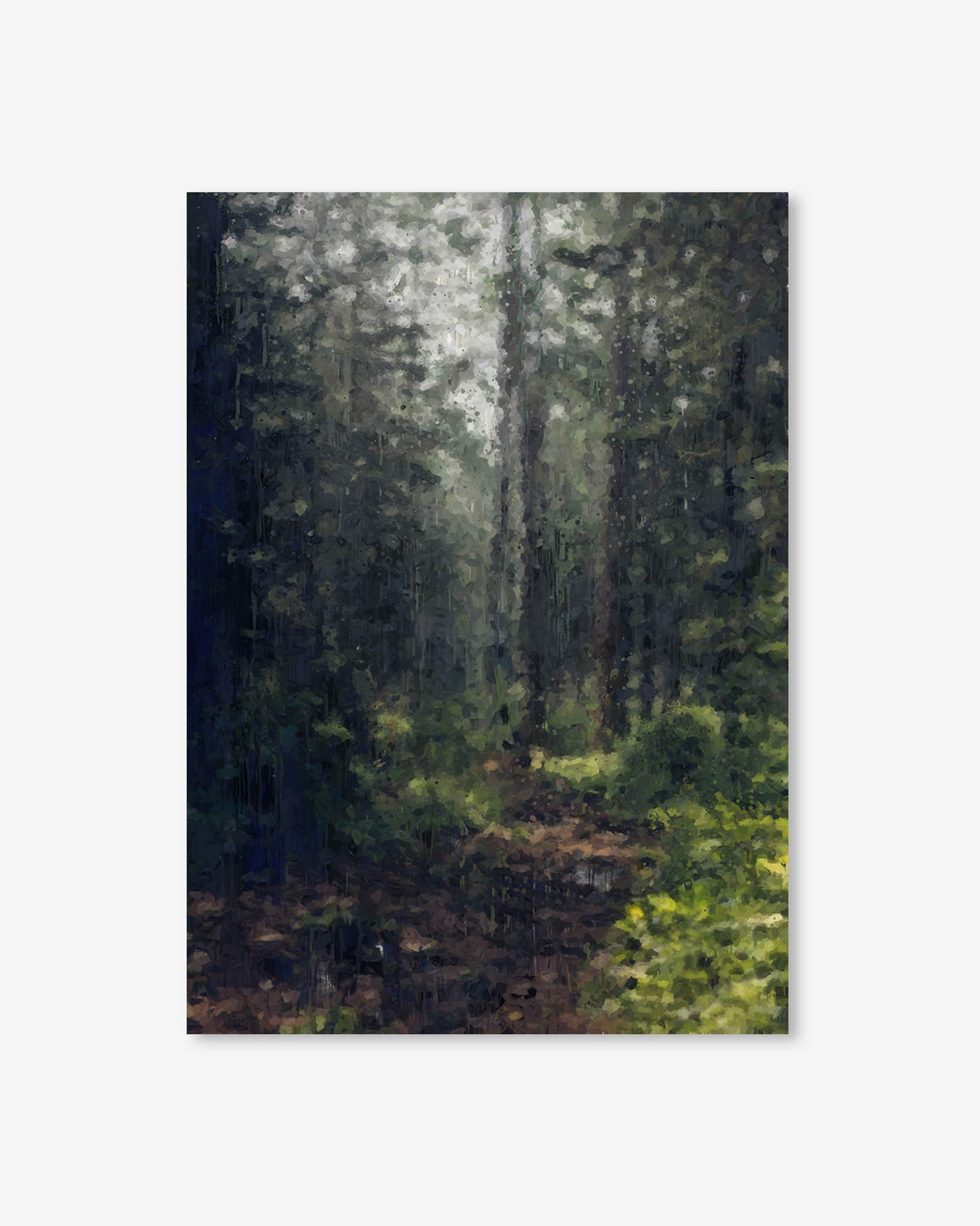 Forest scene with tall trees and dappled light on a white background