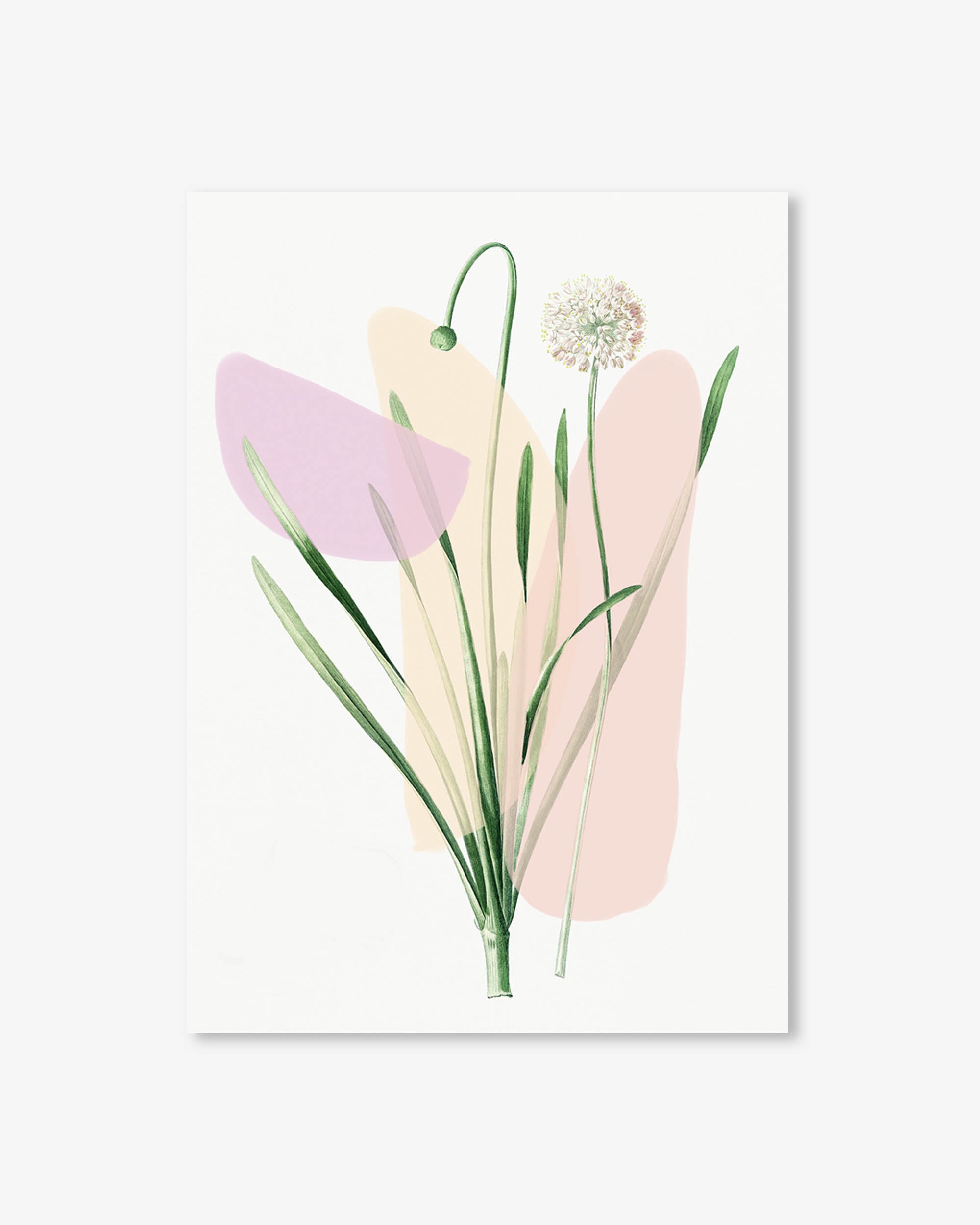 Botanical Vintage Blush Hues Art Print