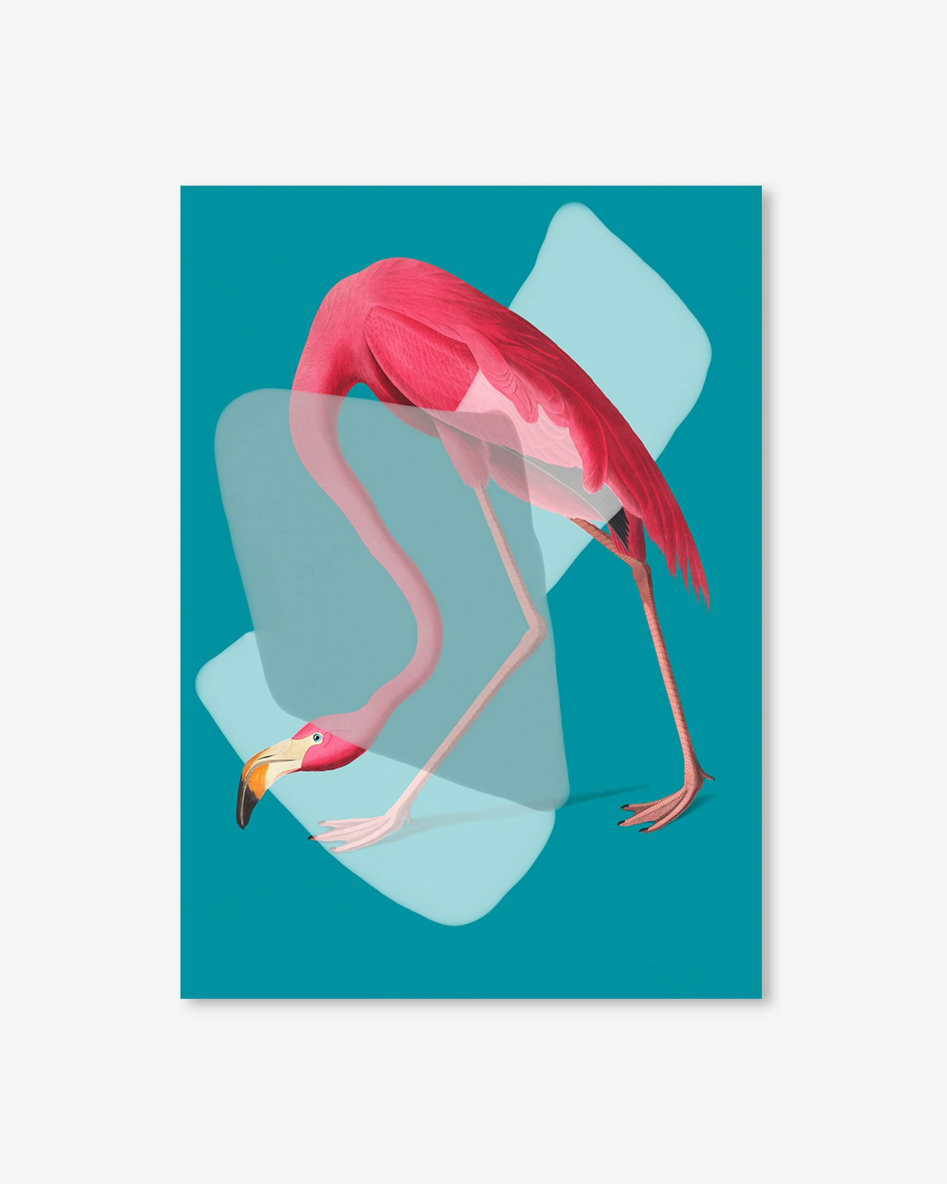 Illustration of a pink flamingo on a teal background