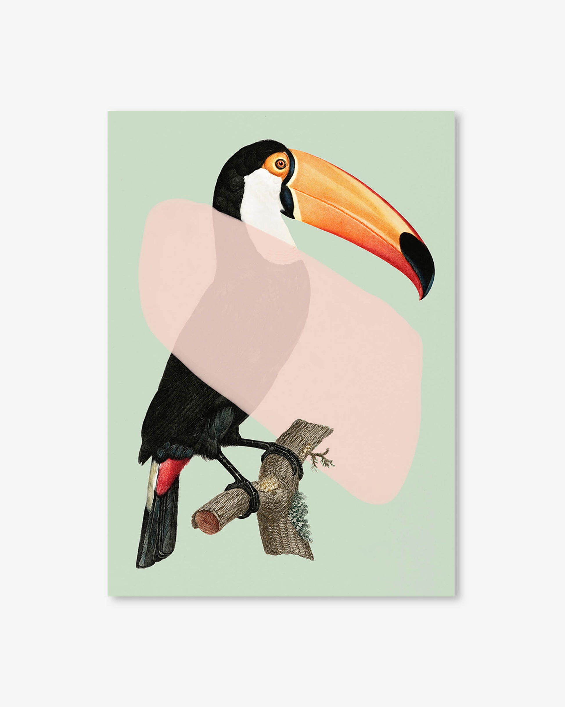 Illustration of a toucan on a branch with a light green background