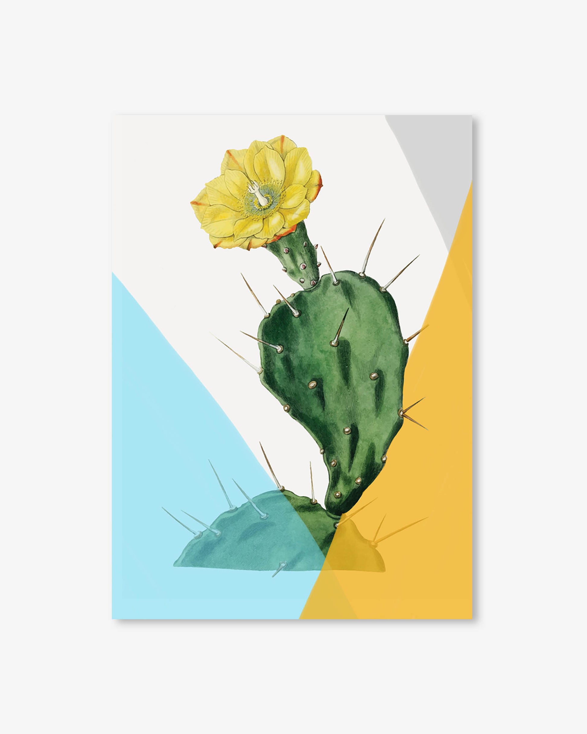 Cactus with a yellow flower on a geometric background