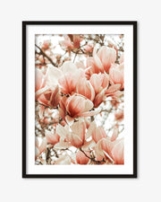 Magnolia Pink Flowers Art Print