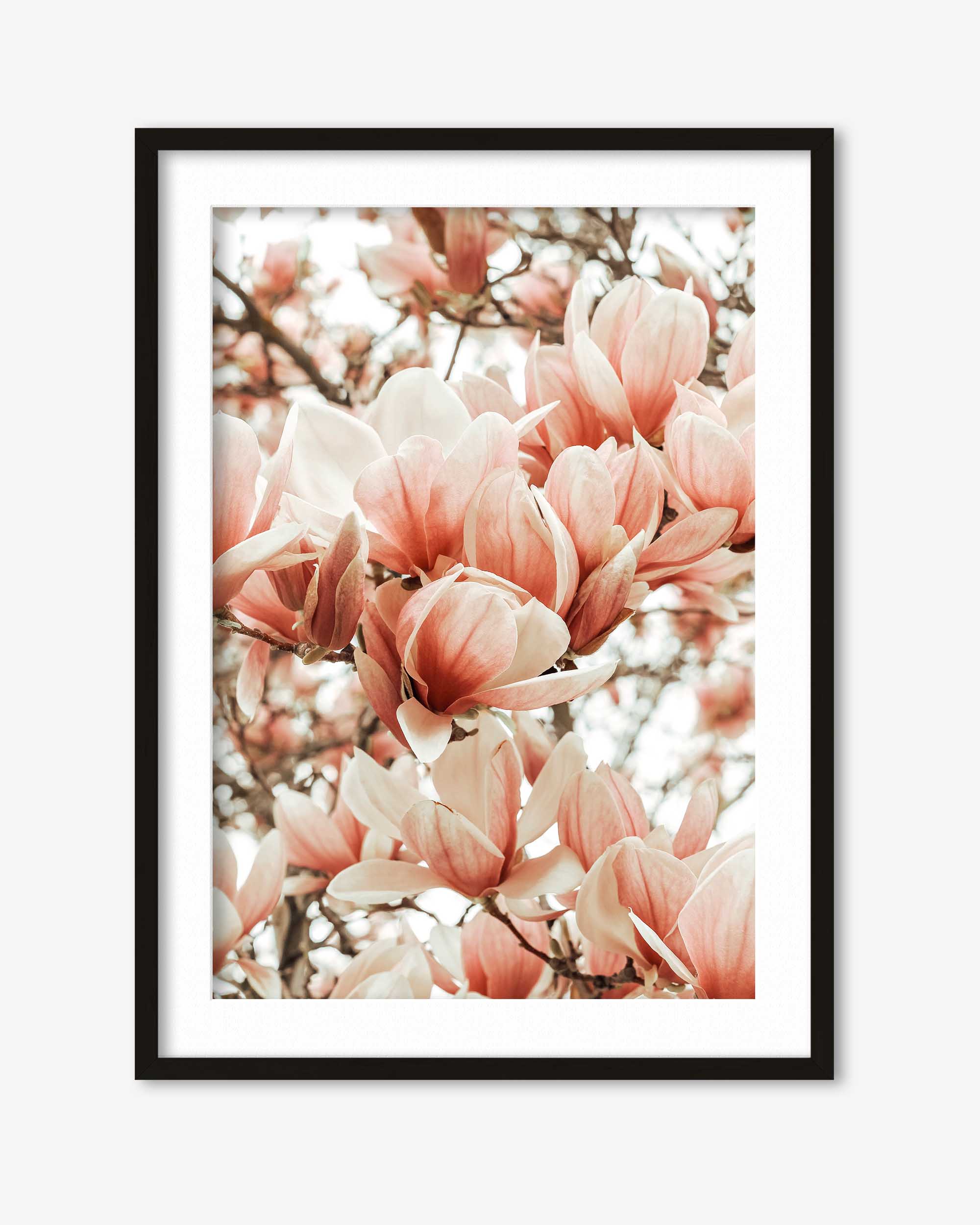 Magnolia Pink Flowers Art Print