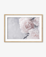 Peonies Flower Portrait Art Print