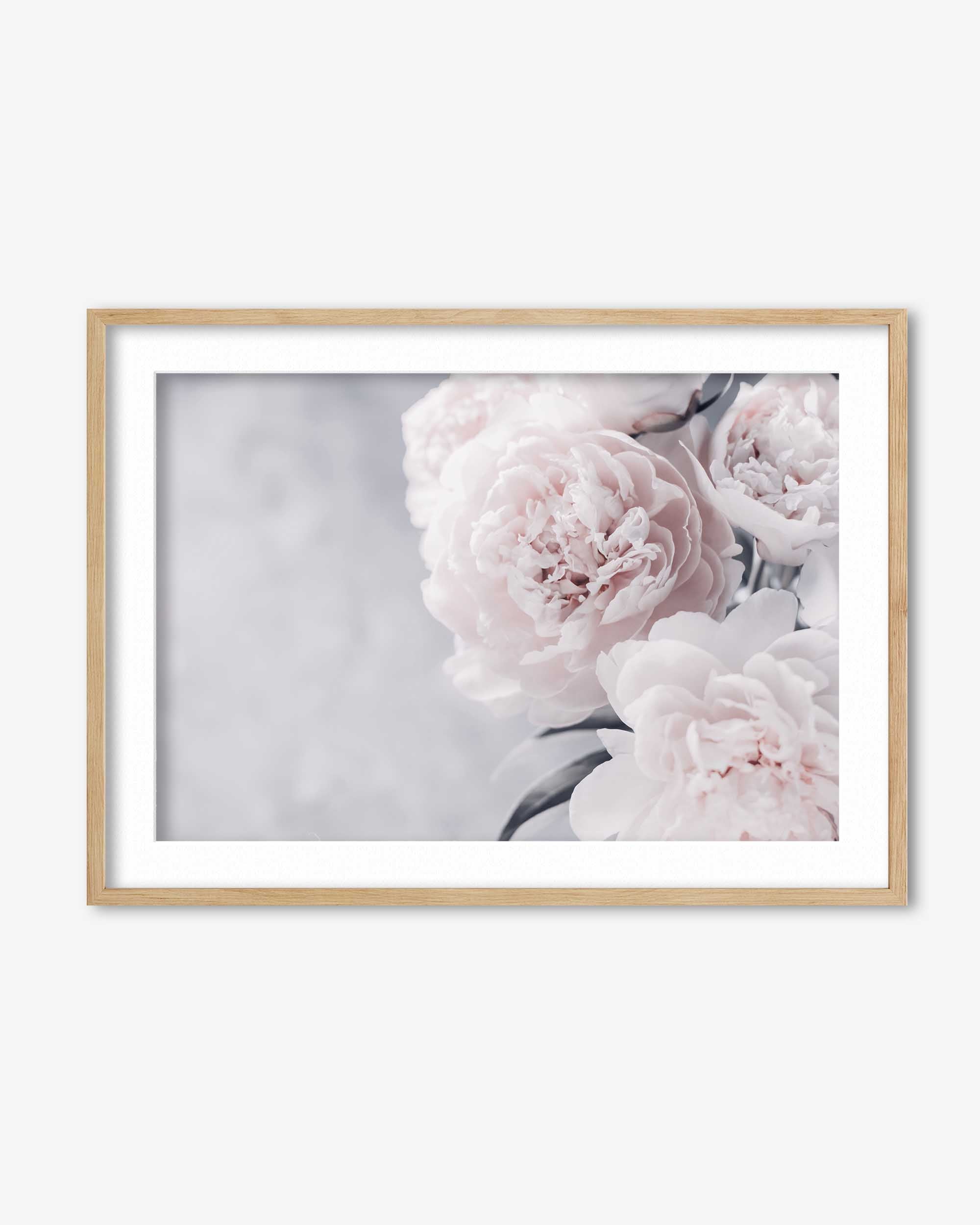 Peonies Flower Portrait Art Print