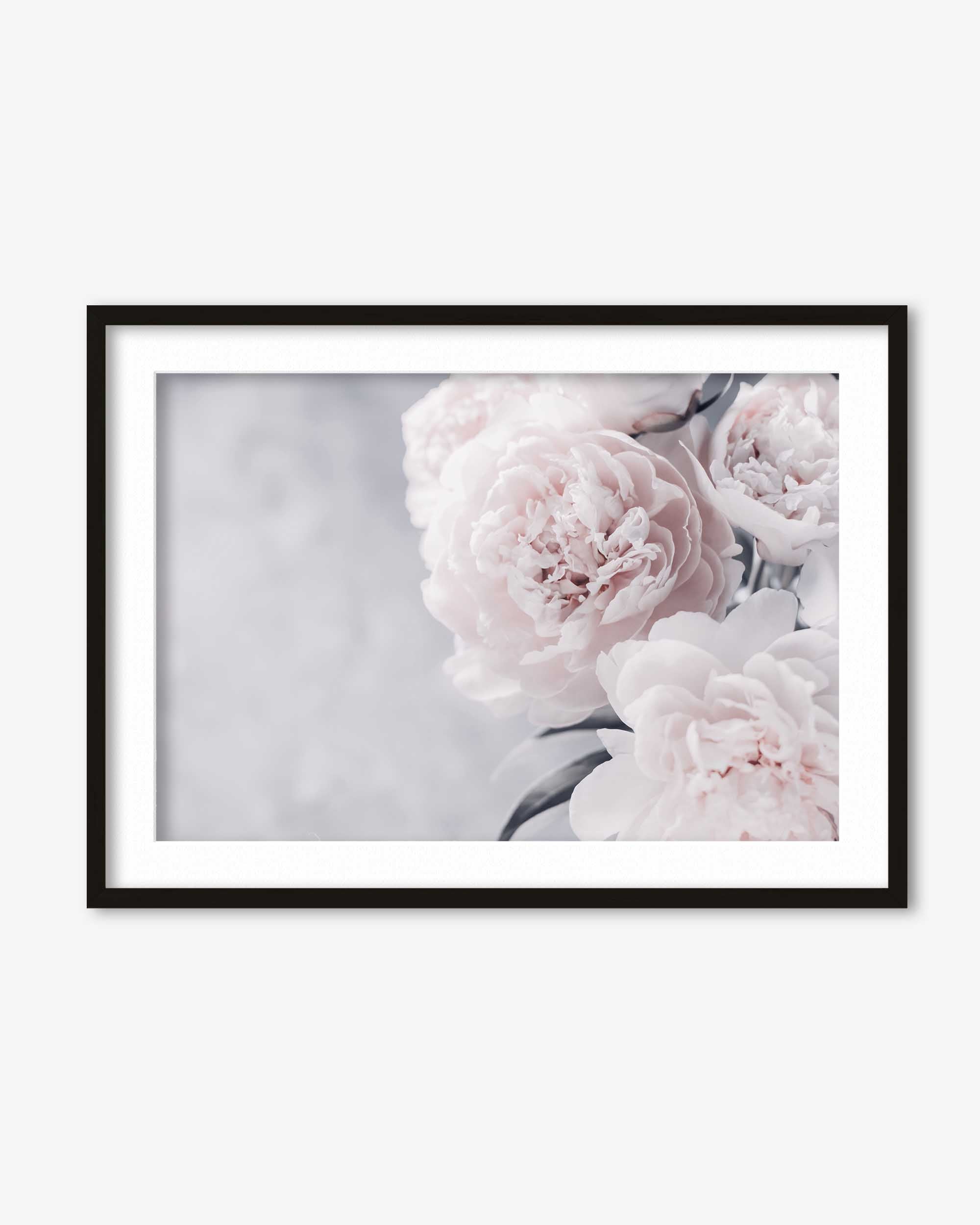 Peonies Flower Portrait Art Print