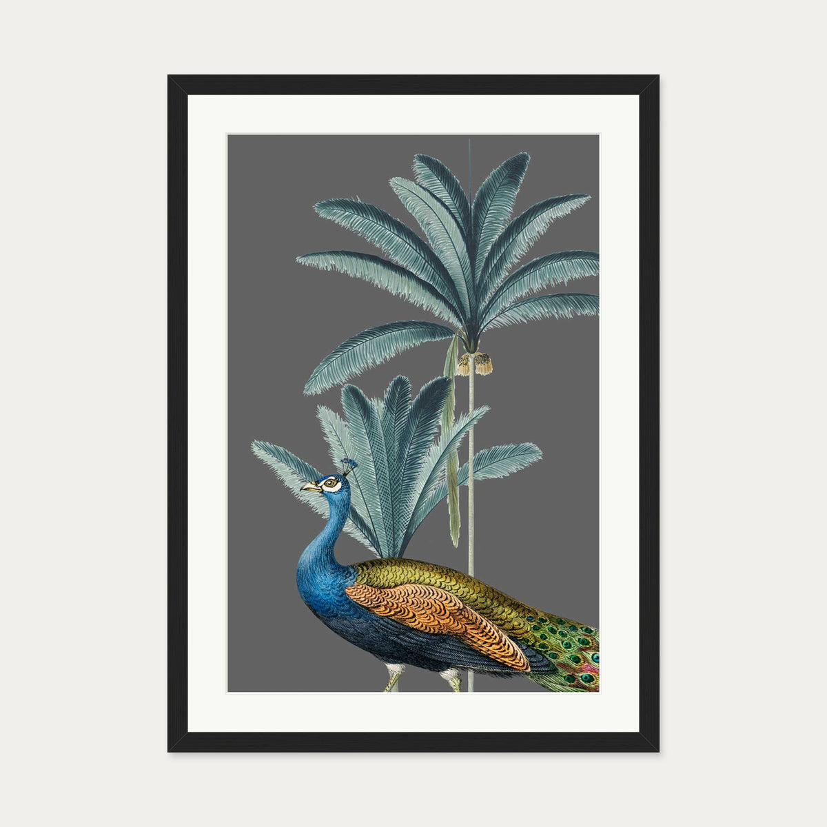 Tropical Jungle Peacock Grey Art Print — 50 x 70 cm — Black Frame