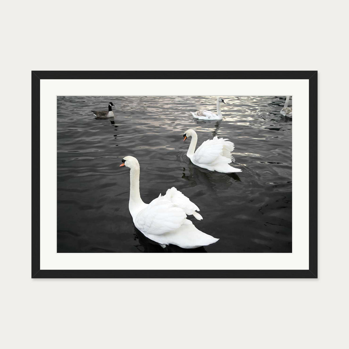 The Swan Lake Art Print — 50 x 70 cm — Black Frame