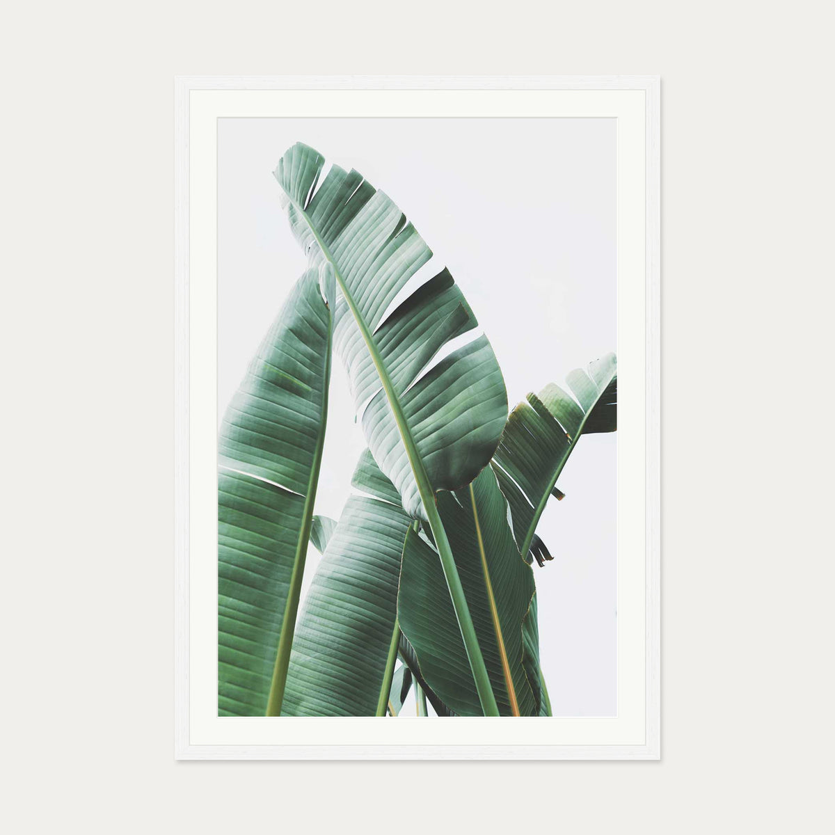 Banana Leaf Wall Art Print — 70 x 100 cm — White Frame