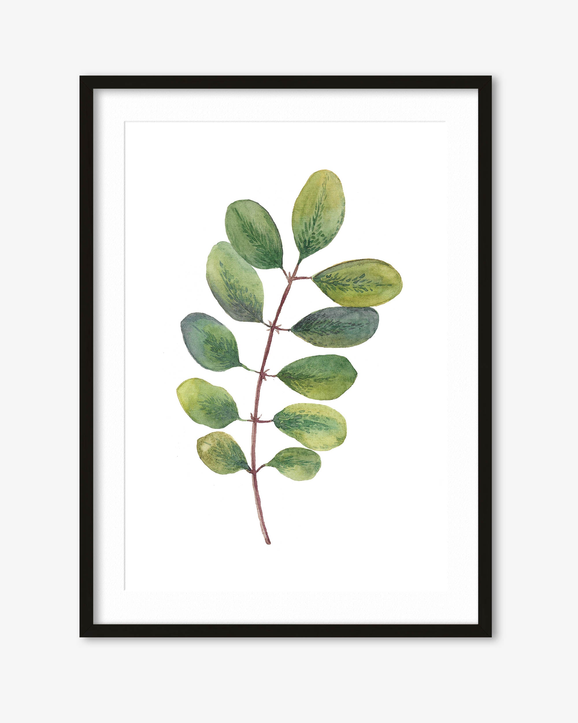 Acacia Watercolour Leaf Art Print