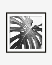 Framed black and white leaf print on a white background
