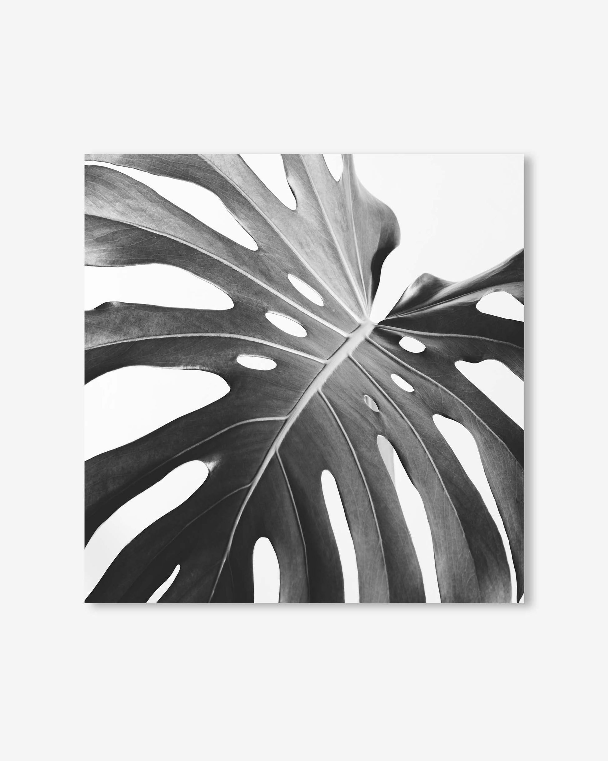 Black and white monstera leaf design on a white background