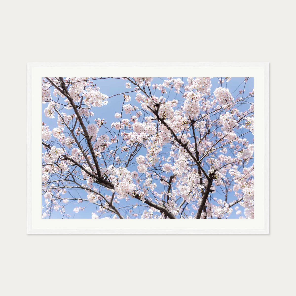 Blossoms Wall Art Print — 70 x 100 cm — White Frame