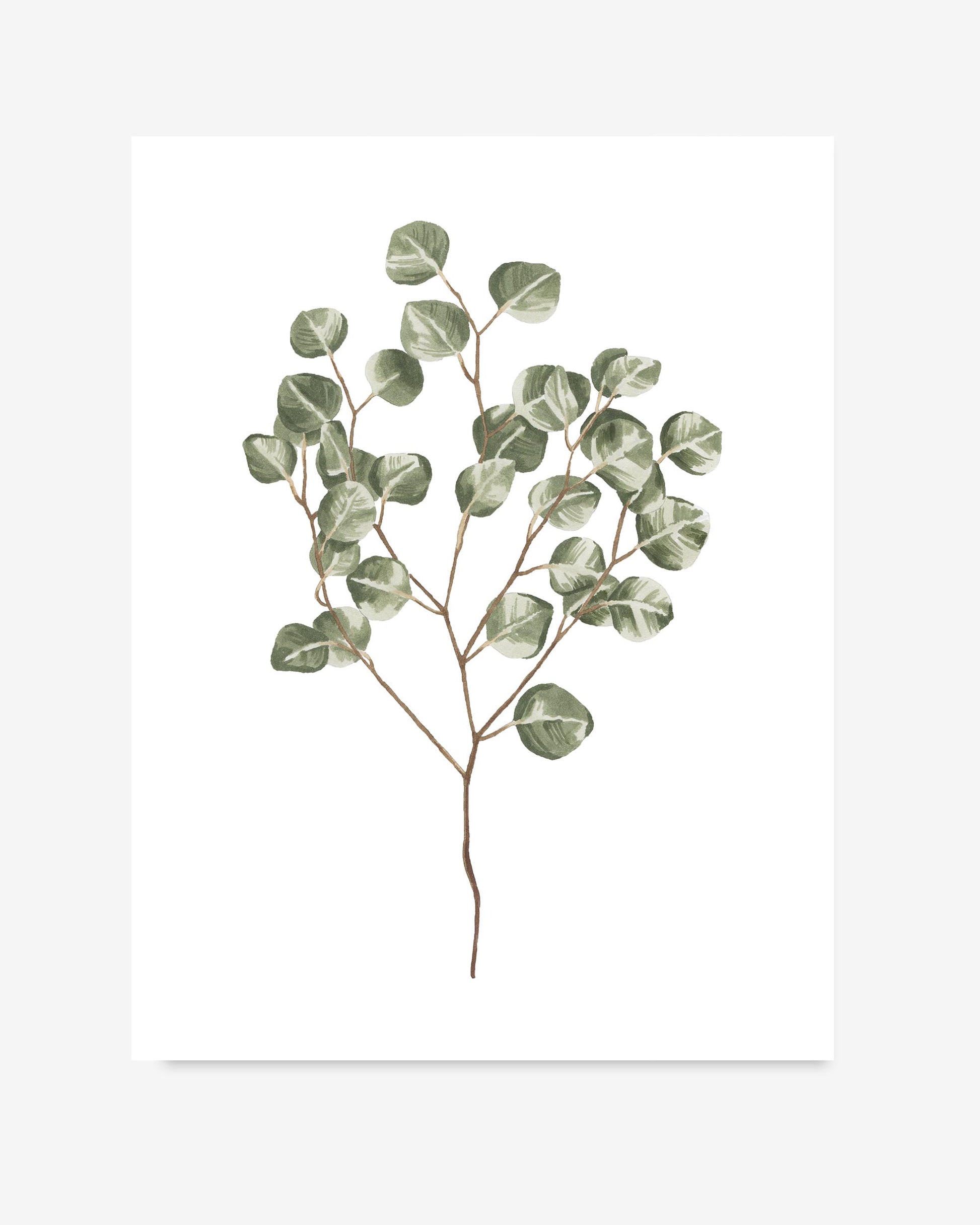 Art print of a eucalyptus branch on a white background